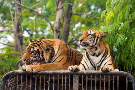 Téléchargez les photos : "Hungry Bengal tigre alimentation spectacle dans le zoo" - en image libre de droit