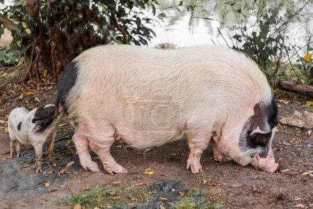 Photo for Big Pig and Piglet - Royalty Free Image