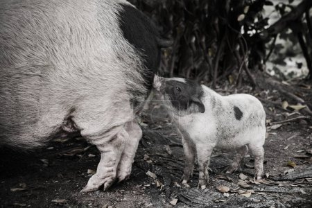 Foto de Cerdo y lechón para la alimentación - Imagen libre de derechos