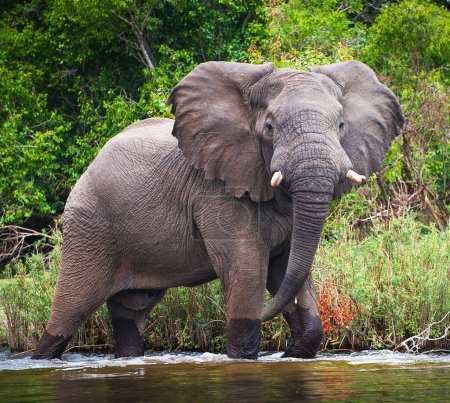 Téléchargez les photos : Éléphant dans l'eau dans le parc national sur fond de nature - en image libre de droit