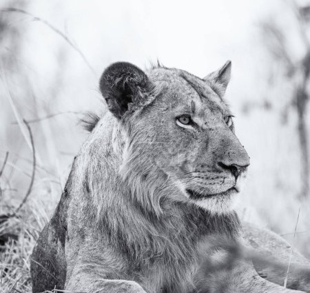 Téléchargez les photos : Beau portrait d'un lion dans la savane africaine - en image libre de droit