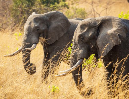 Téléchargez les photos : Groupe d'éléphants dans la savane africaine - en image libre de droit