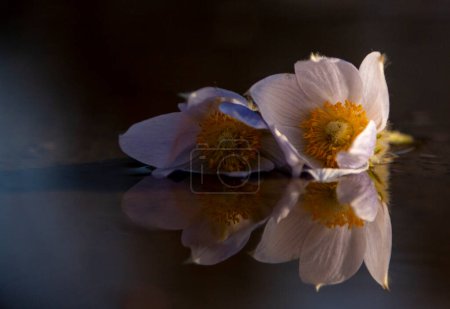 Téléchargez les photos : Prairie Crocus fleurs sur fond sombre - en image libre de droit