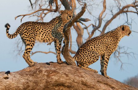 Téléchargez les photos : Gros plan portrait du jeune léopard dans la nature - en image libre de droit