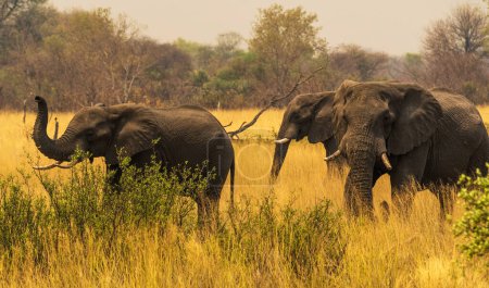Téléchargez les photos : Groupe d'éléphants dans la savane africaine - en image libre de droit