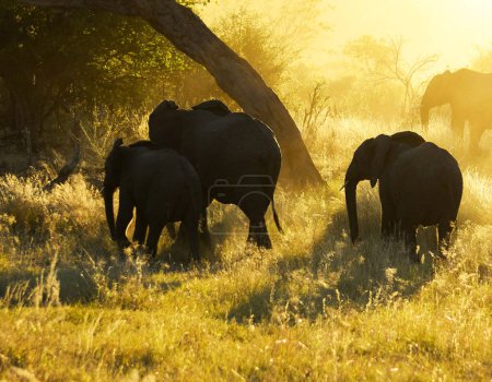 Photo for Group of Elephants in the African savannah - Royalty Free Image