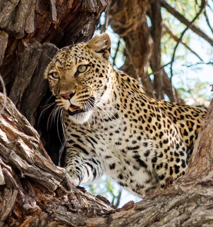 Téléchargez les photos : Gros plan portrait du jeune léopard dans la nature - en image libre de droit