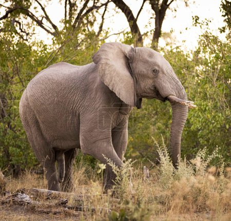 Téléchargez les photos : Portrait d'éléphant mature dans la savane africaine - en image libre de droit