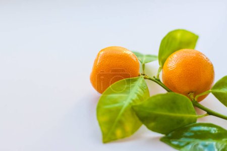 Téléchargez les photos : Une branche de petites mandarines naturelles sur un fond clair. Tangerines sur une branche avec des feuilles sur la table. - en image libre de droit