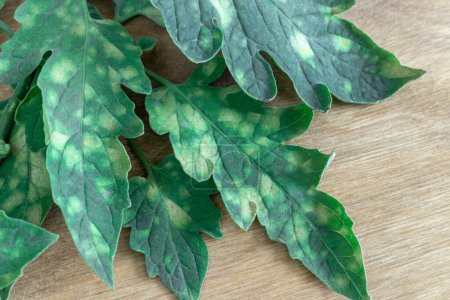 Photo for "Plant diseases: signs of cladosporiosis on tomato leaves." - Royalty Free Image