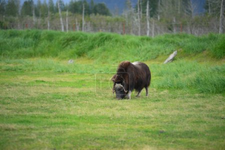 Photo for Muskox on green grass - Royalty Free Image