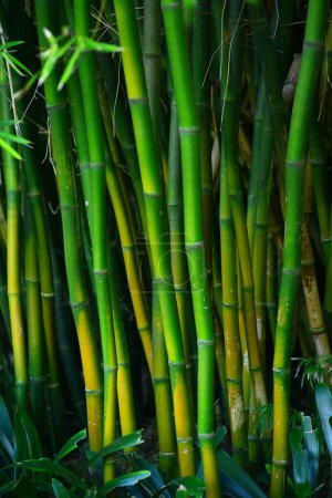 Téléchargez les photos : Bambou, grands arbres vert vif - en image libre de droit