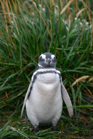 Foto de Pingüino en la naturaleza salvaje, disparo diurno - Imagen libre de derechos