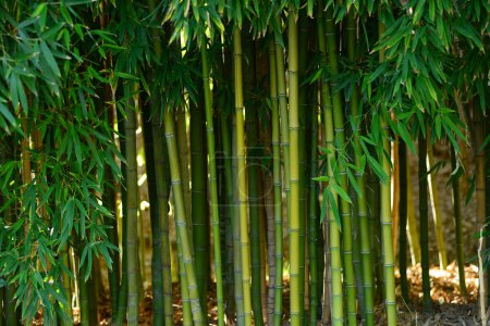 Téléchargez les photos : Paysage naturel de la jeune forêt de bambous verts - en image libre de droit