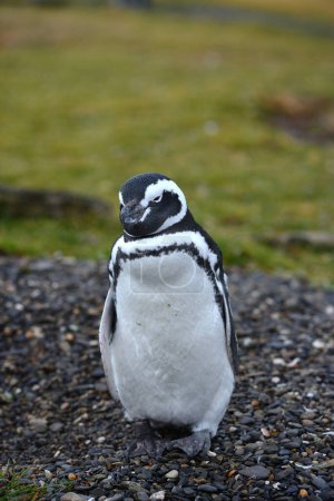 Téléchargez les photos : Pingouin à la nature sauvage, prise de vue de jour - en image libre de droit