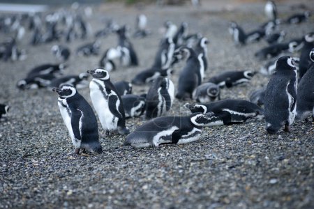 Foto de Pingüino en la naturaleza salvaje, disparo diurno - Imagen libre de derechos