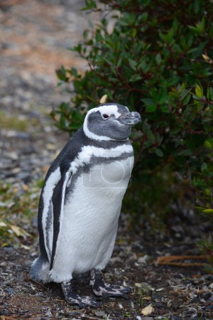 Photo for Penguin at wild nature, daytime shot - Royalty Free Image