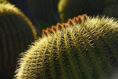 Photo for Cactus glow close up - Royalty Free Image