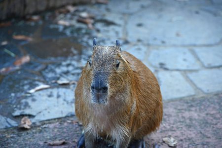 Téléchargez les photos : Capybara dans les eaux chaudes - en image libre de droit