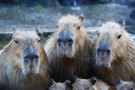 Téléchargez les photos : Capybaras dans les eaux chaudes - en image libre de droit