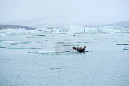 Téléchargez les photos : Oiseau phoque sur iceberg - en image libre de droit