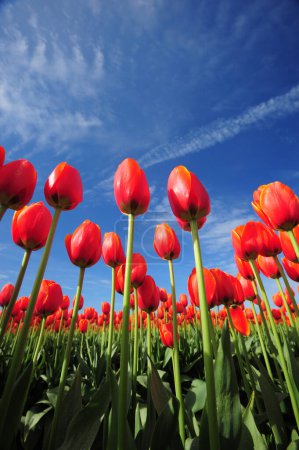 Foto de Hermosos tulipanes florecientes con cielo azul - Imagen libre de derechos