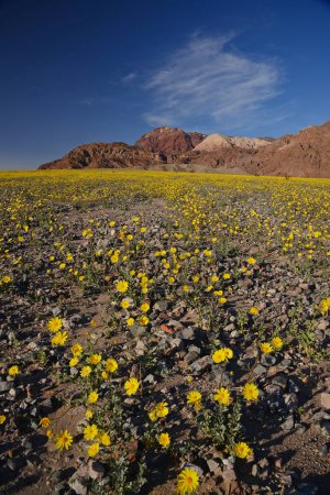 Téléchargez les photos : Paysage de fleur du désert fleurir - en image libre de droit