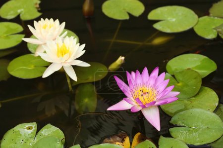 Téléchargez les photos : Lotus rose et blanc ou nénuphars. Beau fond floral - en image libre de droit