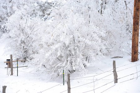 Téléchargez les photos : Arbres dans la neige, forêt en hiver - en image libre de droit