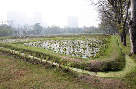Téléchargez les photos : Champ de lotus dans le parc par une journée brumeuse. - en image libre de droit