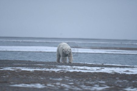 Photo for Arctic pole, Alaska white polar bear animal - Royalty Free Image
