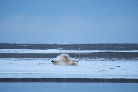 Photo for "Alaska white polar bear from Arctic" - Royalty Free Image