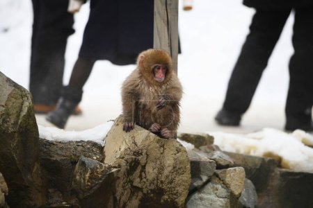 Foto de Mono de nieve en Nagano, Japón - Imagen libre de derechos