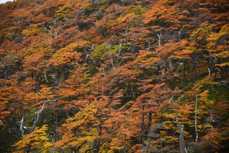 Photo for Autumn colors in Torres del Paine National Park, Chile - Royalty Free Image