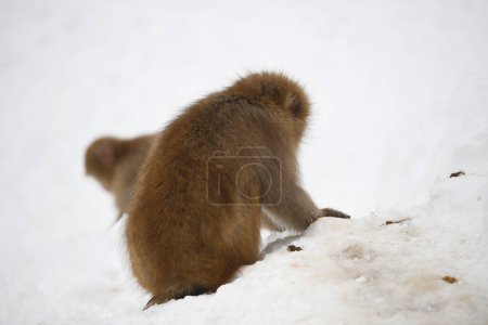 Foto de Mono de nieve en Nagano, Japón - Imagen libre de derechos