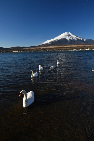 Photo for Mount Fuji with swans and blue sky in Winter - Royalty Free Image