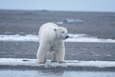 Photo for Arctic pole, Alaska white polar bear animal - Royalty Free Image