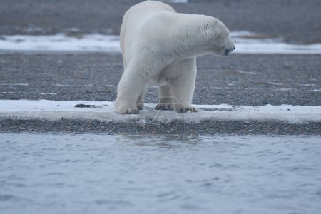 Téléchargez les photos : "Ours polaire blanc Alaska de l'Arctique" - en image libre de droit