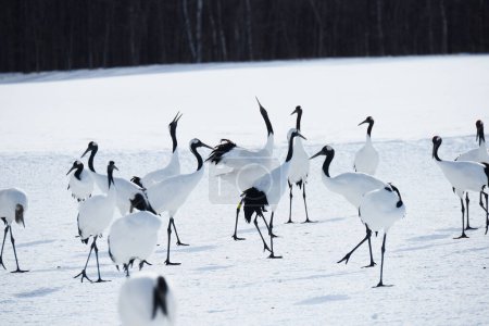 Photo for Japanese cranes on the snowy meadow - Royalty Free Image