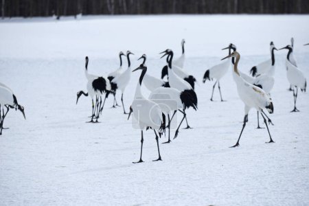 Photo for Japanese cranes on the snowy meadow - Royalty Free Image