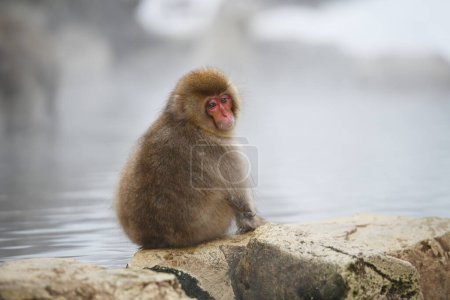 Foto de "mono de nieve en Nagano, Japón
" - Imagen libre de derechos