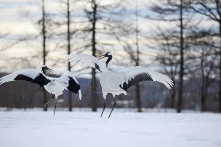 Foto de Grúas japonesas en el prado nevado - Imagen libre de derechos