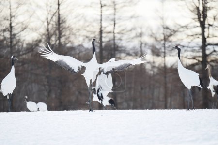 Foto de Grúas japonesas en el prado nevado - Imagen libre de derechos