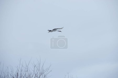 Photo for Japanese crane in flight - Royalty Free Image