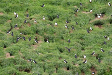 Foto de Vista de cerca de las aves del frailecillo en hábitat natural - Imagen libre de derechos