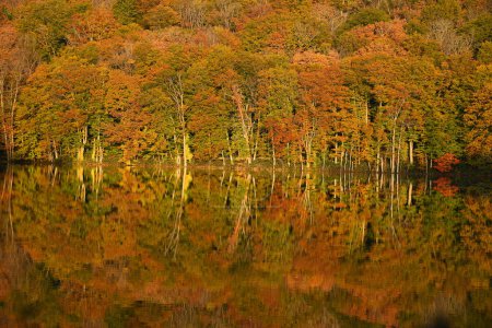 Photo for Autumn reflection from Tsuta Pond near Aomori, Tohoku region, Japan - Royalty Free Image