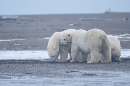 Photo for "Alaska white polar bear from Arctic" - Royalty Free Image
