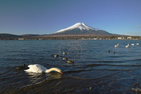 Photo for "Mount Fuji with swans and blue sky in Winter" - Royalty Free Image