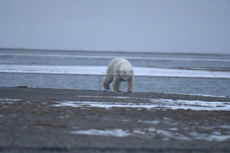Photo for Alaska white polar bear from Arctic - Royalty Free Image