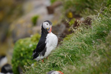 Photo for Close up view of the puffin bird in natural habitat - Royalty Free Image
